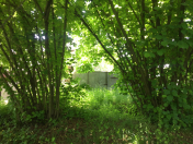 Satılır 10 sot torpaq İsmayıllı