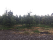 Satılır 5830 sot torpaq Qəbələ