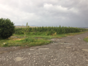 Satılır 2152 sot torpaq Qəbələ