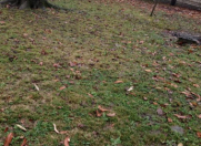 Satılır 10 sot torpaq Qəbələ