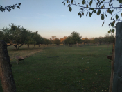 Satılır 10 sot torpaq Quba