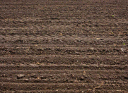 Satılır 5000 sot torpaq İsmayıllı