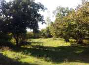 Satılır 103 sot torpaq Qəbələ