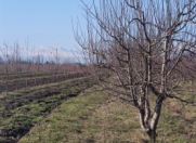 Satılır 84 sot torpaq Xaçmaz