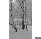 Satılır 12 sot torpaq İsmayıllı