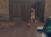 Satılır 45 sot torpaq Qəbələ