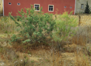 Satılır 3 sot torpaq Rəsulzadə