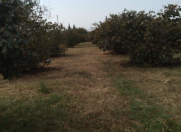 Satılır 20 sot torpaq Qax