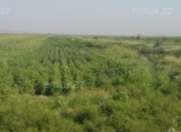 Satılır 335 sot torpaq Salyan