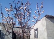 Satılır 3.6 sot torpaq Buzovna