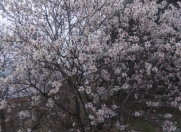 İcarəyə verilir 3 otaqlı 130 m2 həyət evi Əhmədli