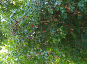 Satılır 60 sot torpaq Bərdə