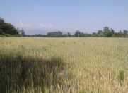 Satılır 1400 sot torpaq Qəbələ