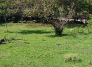 Satılır 20 sot torpaq Qəbələ