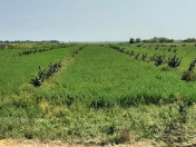 Satılır 400 sot torpaq Qusar