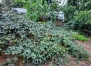 Satılır 11 sot torpaq Qəbələ