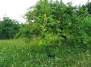 Satılır 70 sot torpaq Quba