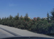 Satılır 48 sot torpaq Zabrat 1