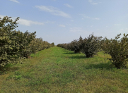 Satılır 174 sot torpaq Qusar