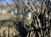 Satılır 5 sot torpaq Qəbələ