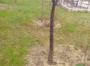 Satılır 65 sot torpaq Məhəmmədli