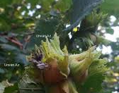 Satılır 60 sot torpaq Qax