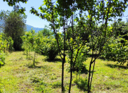 Satılır 11.5 sot torpaq Qax