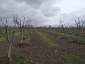 Satılır 100 sot torpaq Göyçay