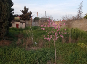 Satılır 23 sot torpaq Maştağa