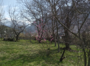 Satılır 15 sot torpaq Şəki