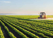 Satılır 215 sot torpaq İmişli