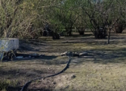 Satılır 10 sot torpaq Qəbələ