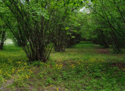 Satılır 53 sot torpaq Oğuz