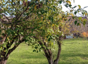 Satılır 18 sot torpaq Quba