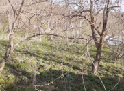 Satılır 6 sot torpaq Qusar