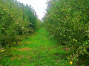 Satılır 64 sot torpaq Quba