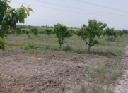 Satılır 800 sot torpaq Ağdaş