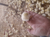 Satılır 5000 sot torpaq Quba