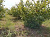 Satılır 150 sot torpaq Xaçmaz