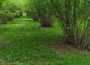 Satılır 350 sot torpaq Qax