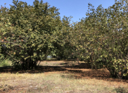 Satılır 133 sot torpaq Qəbələ