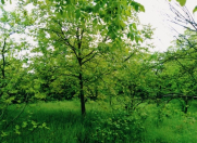 Satılır 11 sot torpaq İsmayıllı