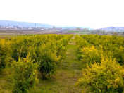 Satılır 200 sot torpaq Göyçay