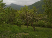 Satılır 8 sot torpaq Şəki