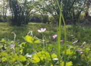 Satılır 20 sot torpaq Qəbələ