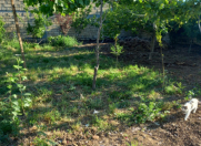 Satılır 3 sot torpaq Şirvan