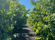 Satılır 2000 sot torpaq Quba