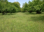 Satılır 223 sot torpaq Qəbələ