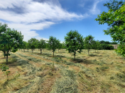 Satılır 42 sot torpaq Göyçay