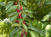 Satılır 1200 sot torpaq Quba